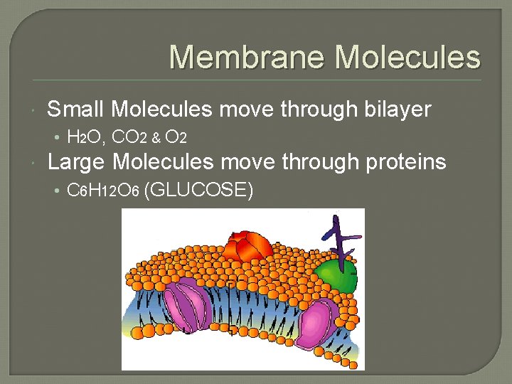 Membrane Molecules Small Molecules move through bilayer • H 2 O, CO 2 & Membrane Molecules Small Molecules move through bilayer • H 2 O, CO 2 &