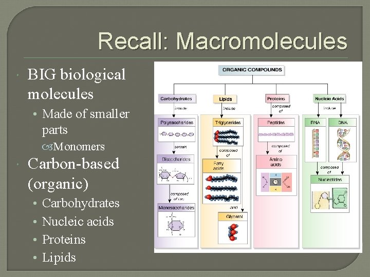Recall: Macromolecules BIG biological molecules • Made of smaller parts Monomers Carbon-based (organic) • Recall: Macromolecules BIG biological molecules • Made of smaller parts Monomers Carbon-based (organic) •