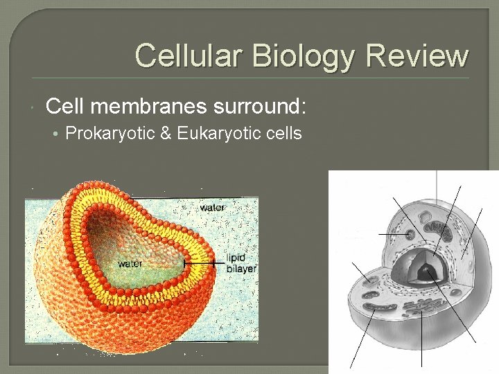 Cellular Biology Review Cell membranes surround: • Prokaryotic & Eukaryotic cells Cellular Biology Review Cell membranes surround: • Prokaryotic & Eukaryotic cells