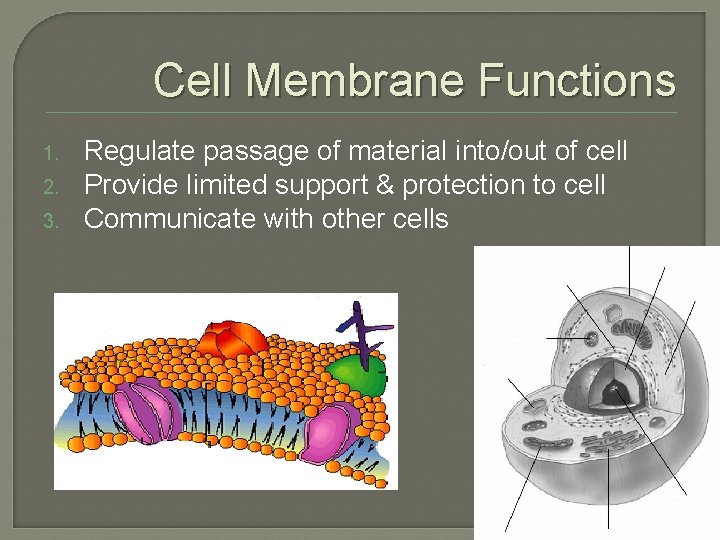 Cell Membrane Functions 1. 2. 3. Regulate passage of material into/out of cell Provide Cell Membrane Functions 1. 2. 3. Regulate passage of material into/out of cell Provide
