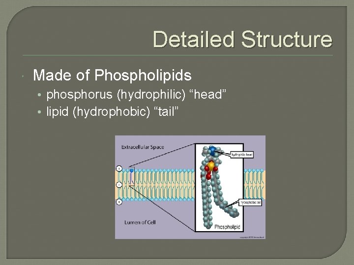 Detailed Structure Made of Phospholipids • phosphorus (hydrophilic) “head” • lipid (hydrophobic) “tail” Detailed Structure Made of Phospholipids • phosphorus (hydrophilic) “head” • lipid (hydrophobic) “tail”