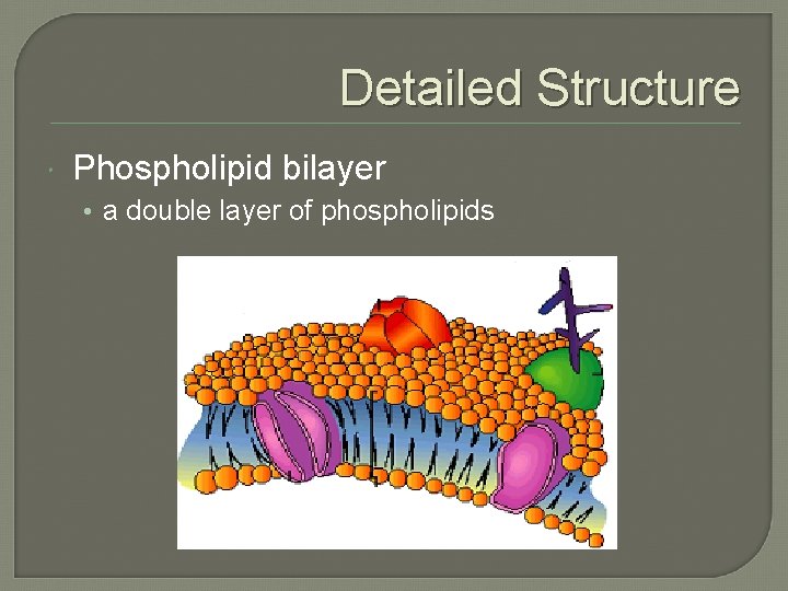 Detailed Structure Phospholipid bilayer • a double layer of phospholipids Detailed Structure Phospholipid bilayer • a double layer of phospholipids