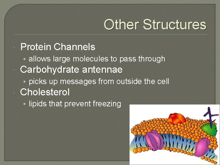 Other Structures Protein Channels • allows large molecules to pass through Carbohydrate antennae • Other Structures Protein Channels • allows large molecules to pass through Carbohydrate antennae •