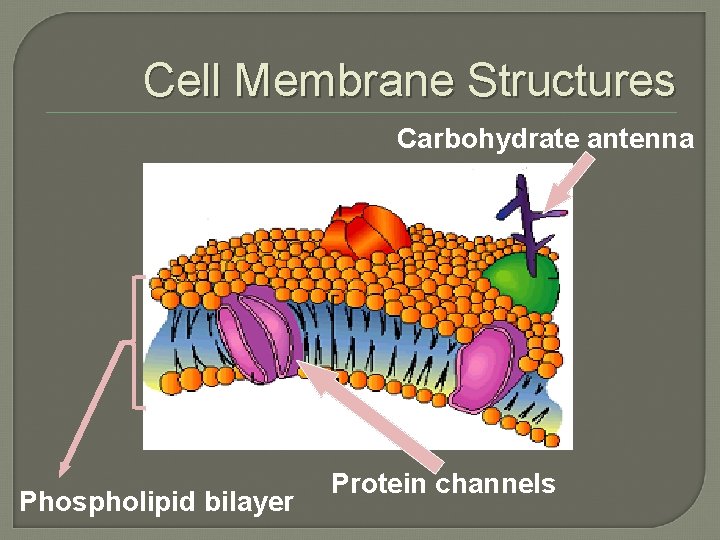 Cell Membrane Structures Carbohydrate antenna Phospholipid bilayer Protein channels Cell Membrane Structures Carbohydrate antenna Phospholipid bilayer Protein channels