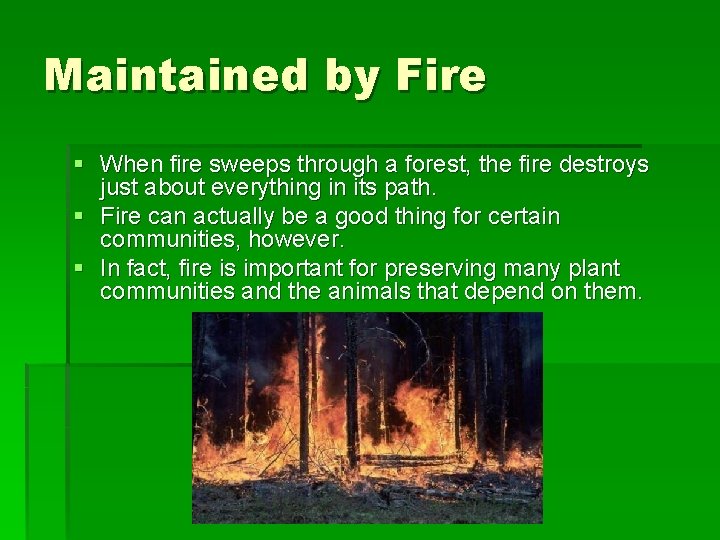 Maintained by Fire § When fire sweeps through a forest, the fire destroys just