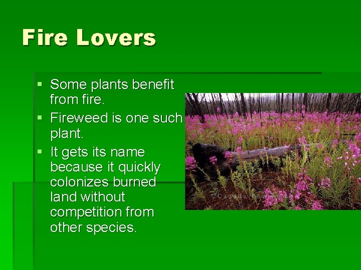 Fire Lovers § Some plants benefit from fire. § Fireweed is one such plant.