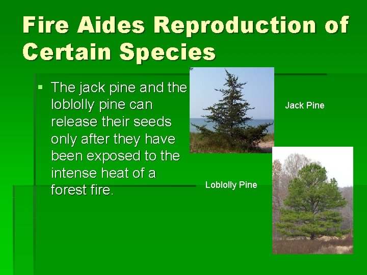 Fire Aides Reproduction of Certain Species § The jack pine and the loblolly pine