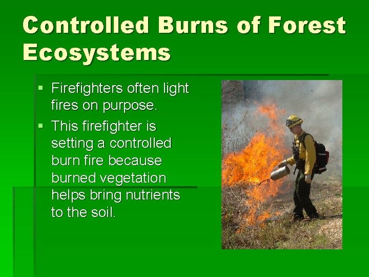 Controlled Burns of Forest Ecosystems § Firefighters often light fires on purpose. § This