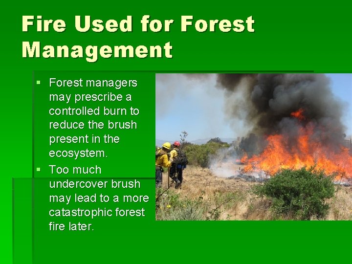 Fire Used for Forest Management § Forest managers may prescribe a controlled burn to