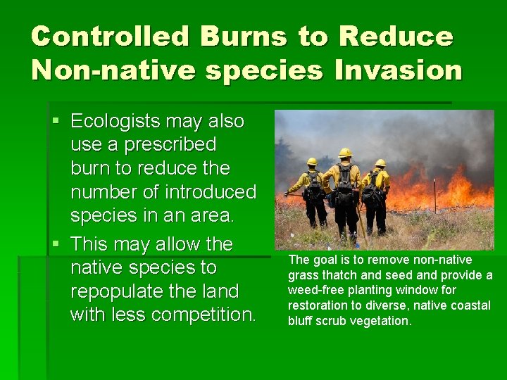 Controlled Burns to Reduce Non-native species Invasion § Ecologists may also use a prescribed