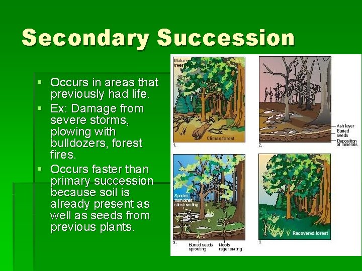 Secondary Succession § Occurs in areas that previously had life. § Ex: Damage from