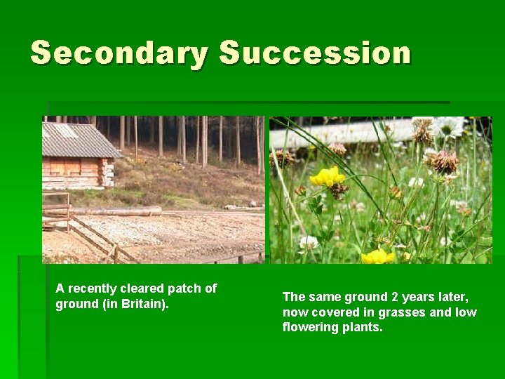 Secondary Succession A recently cleared patch of ground (in Britain). The same ground 2