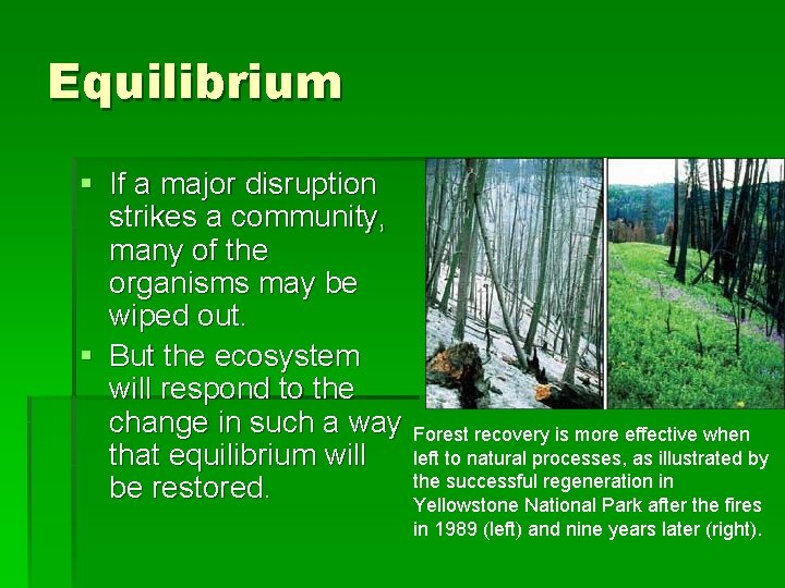 Equilibrium § If a major disruption strikes a community, many of the organisms may