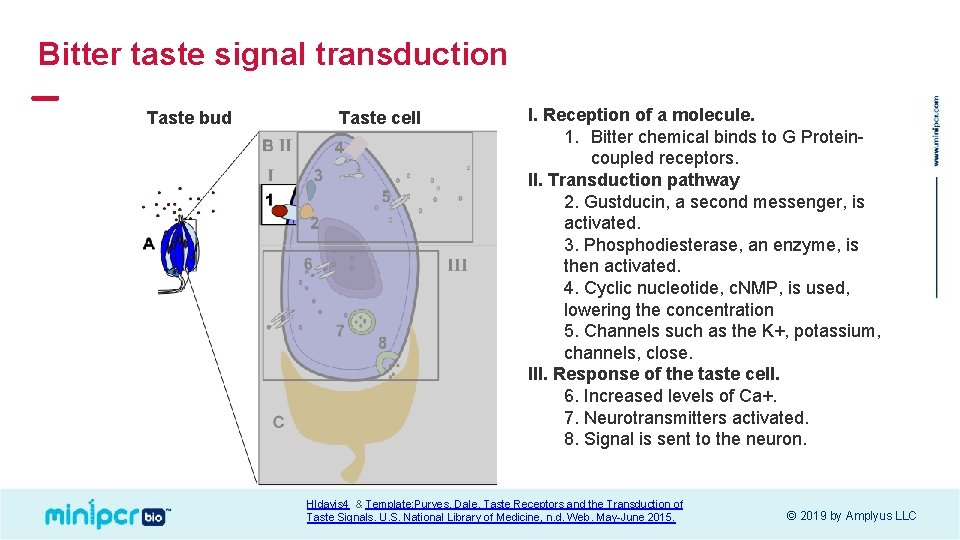 Bitter taste signal transduction Taste bud Taste cell I. Reception of a molecule. 1.