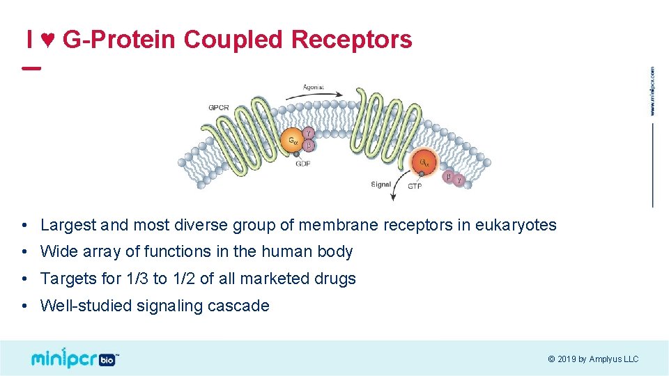 I ♥ G-Protein Coupled Receptors • Largest and most diverse group of membrane receptors