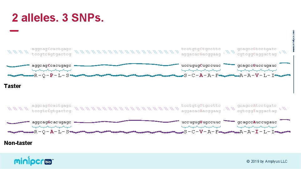 2 alleles. 3 SNPs. aggcag. Ccactgagc tccgtc. Ggtgactcg tcctgtg. Ctgccttc aggacac. Gacggaag gcagcc. Gtcctgatc