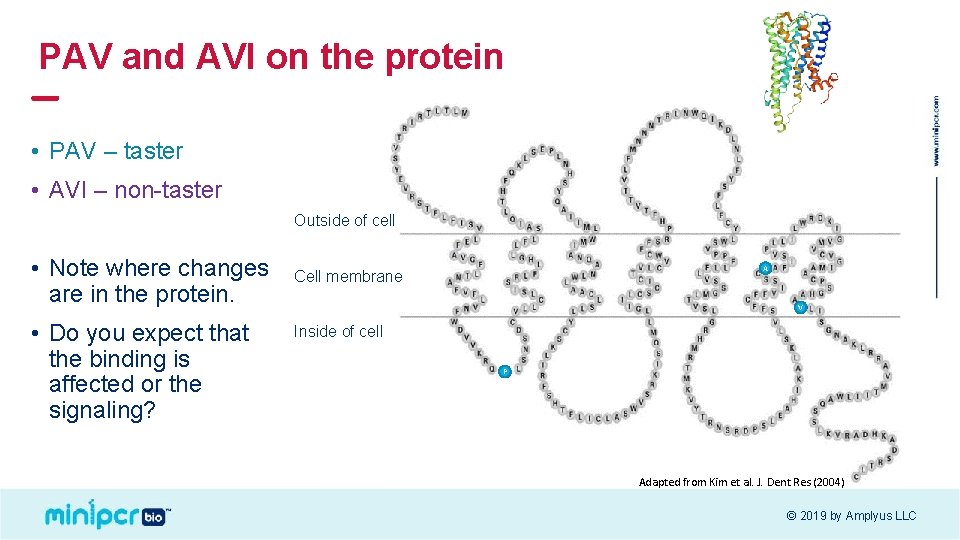 PAV and AVI on the protein • PAV – taster • AVI – non-taster