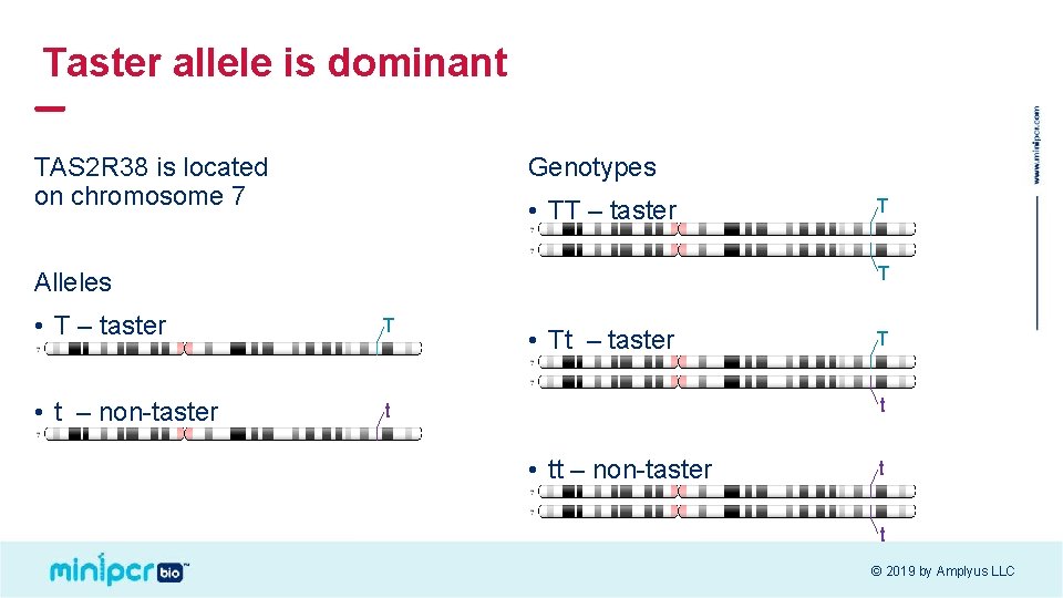 Taster allele is dominant TAS 2 R 38 is located on chromosome 7 Genotypes