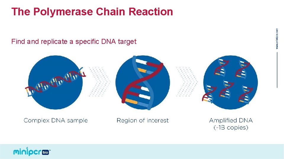 The Polymerase Chain Reaction Find and replicate a specific DNA target © 2019 by