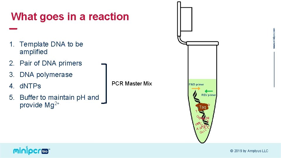 What goes in a reaction 1. Template DNA to be amplified 2. Pair of