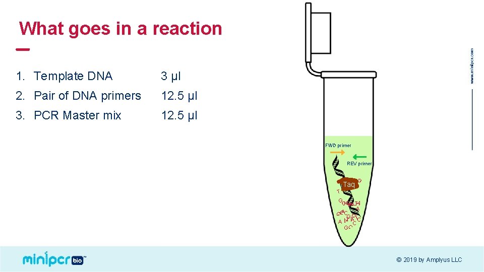 What goes in a reaction 12. 5 µl 3. PCR Master mix 12. 5