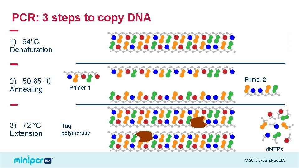 PCR: 3 steps to copy DNA 1) 94°C Denaturation 2) 50 -65 °C Annealing