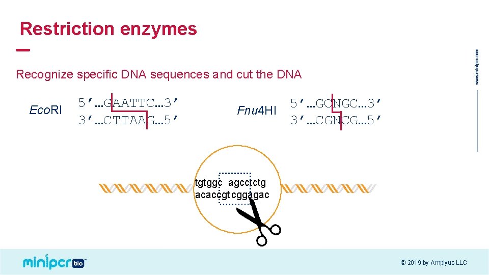 Restriction enzymes Recognize specific DNA sequences and cut the DNA Eco. RI 5’…GAATTC… 3’