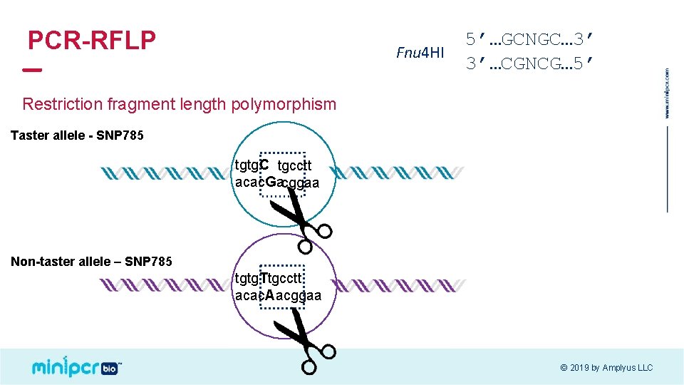 PCR-RFLP Fnu 4 HI 5’…GCNGC… 3’ 3’…CGNCG… 5’ Restriction fragment length polymorphism Taster allele