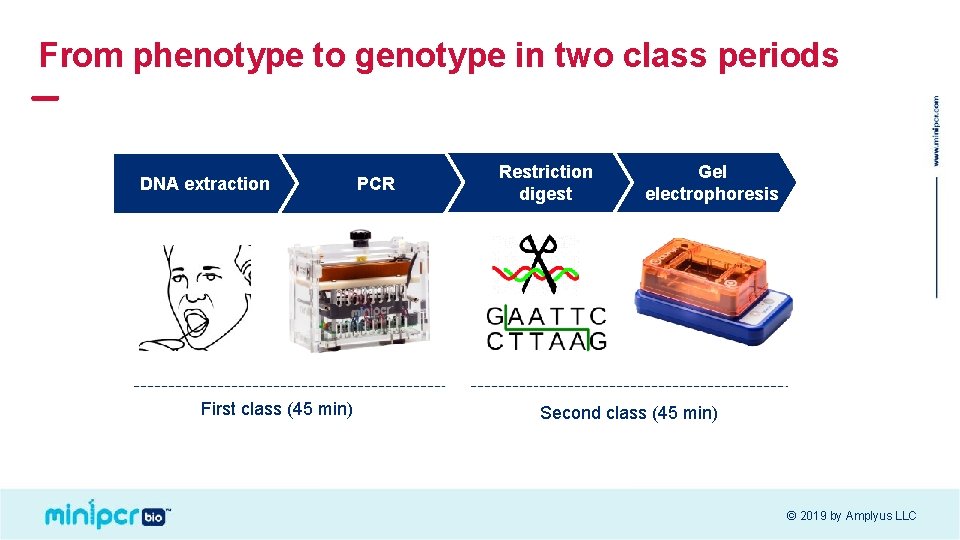 From phenotype to genotype in two class periods DNA extraction First class (45 min)