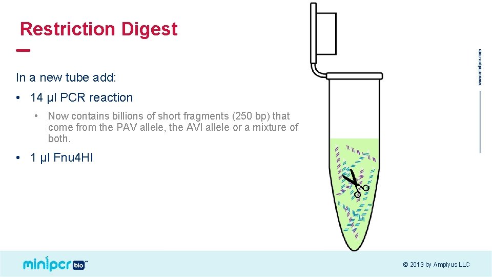 Restriction Digest In a new tube add: • 14 µl PCR reaction • Now