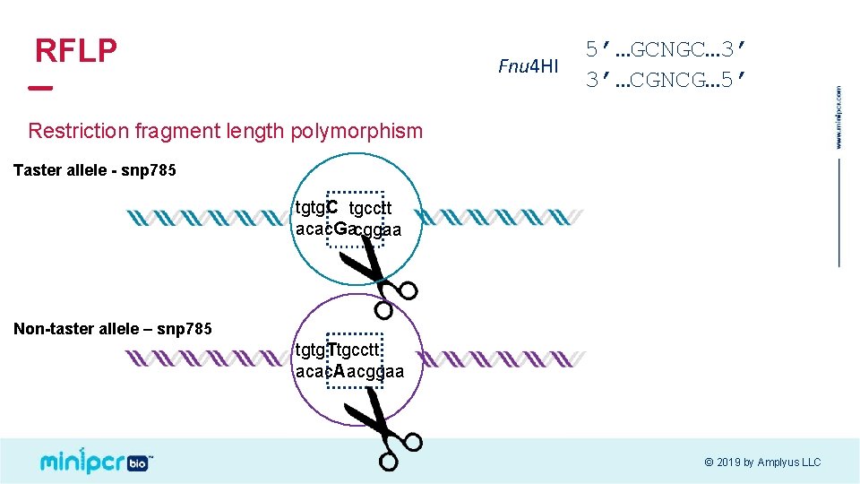 RFLP Fnu 4 HI 5’…GCNGC… 3’ 3’…CGNCG… 5’ Restriction fragment length polymorphism Taster allele