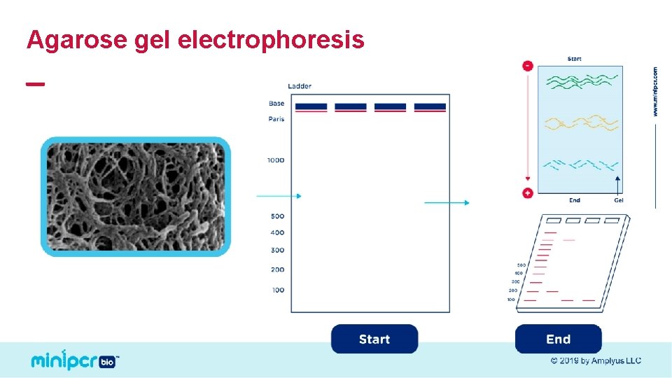 Agarose gel electrophoresis © 2019 by Amplyus LLC 