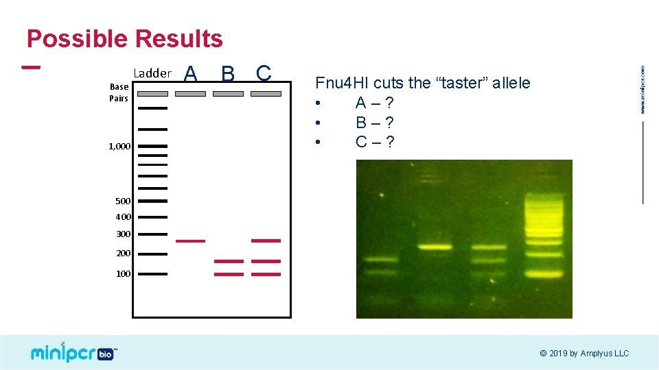 Possible Results Base Pairs 1, 000 Ladder A B C Fnu 4 HI cuts