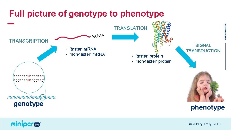 Full picture of genotype to phenotype TRANSLATION TRANSCRIPTION AAAAAA • ‘taster’ m. RNA •