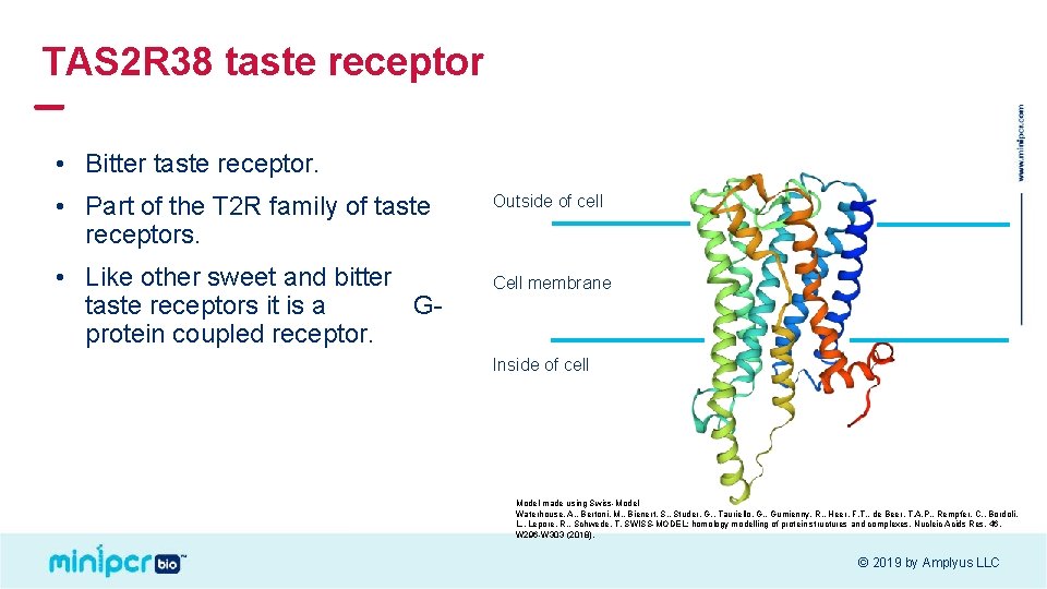 TAS 2 R 38 taste receptor • Bitter taste receptor. • Part of the