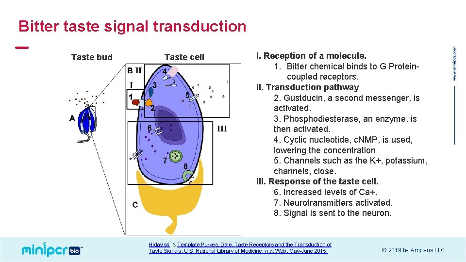 Bitter taste signal transduction Taste bud Taste cell I. Reception of a molecule. 1.