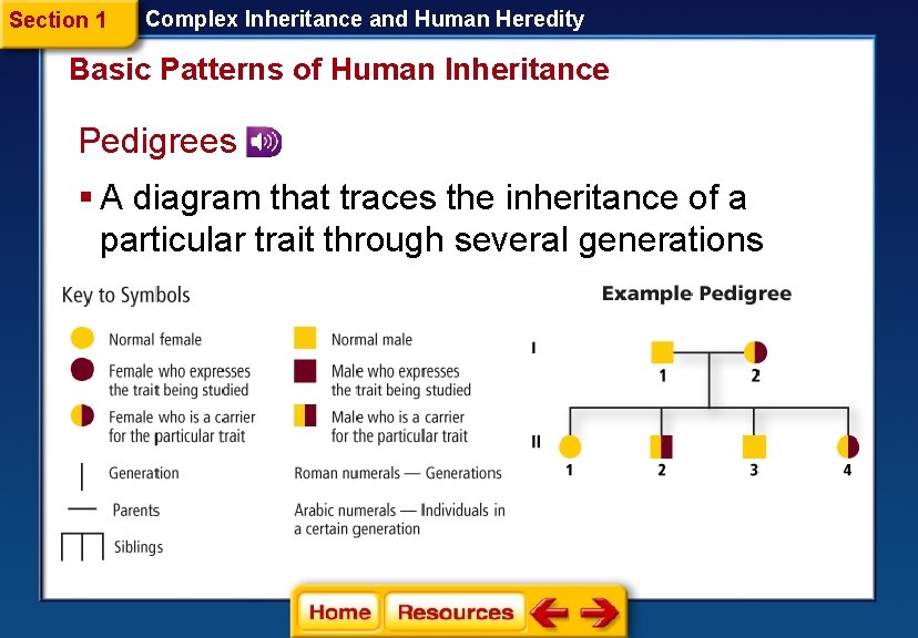 Section 1 Complex Inheritance and Human Heredity Basic Patterns of Human Inheritance Pedigrees § Section 1 Complex Inheritance and Human Heredity Basic Patterns of Human Inheritance Pedigrees §