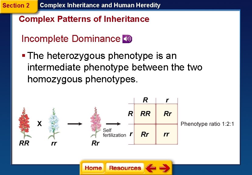 Section 2 Complex Inheritance and Human Heredity Complex Patterns of Inheritance Incomplete Dominance § Section 2 Complex Inheritance and Human Heredity Complex Patterns of Inheritance Incomplete Dominance §