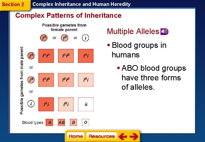 Section 2 Complex Inheritance and Human Heredity Complex Patterns of Inheritance Multiple Alleles § Section 2 Complex Inheritance and Human Heredity Complex Patterns of Inheritance Multiple Alleles §