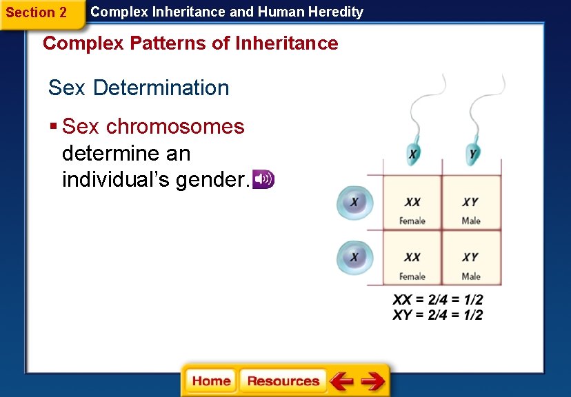 Section 2 Complex Inheritance and Human Heredity Complex Patterns of Inheritance Sex Determination § Section 2 Complex Inheritance and Human Heredity Complex Patterns of Inheritance Sex Determination §