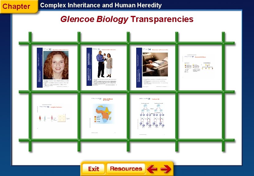 Chapter Complex Inheritance and Human Heredity Glencoe Biology Transparencies Chapter Complex Inheritance and Human Heredity Glencoe Biology Transparencies
