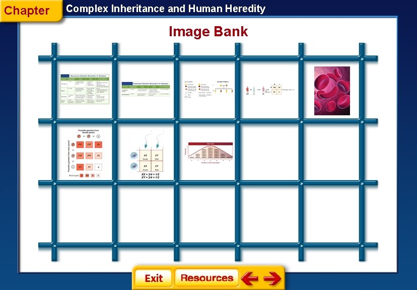 Chapter Complex Inheritance and Human Heredity Image Bank Chapter Complex Inheritance and Human Heredity Image Bank