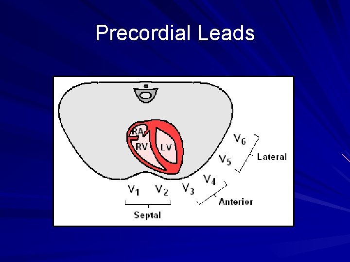 Precordial Leads 