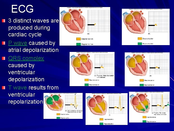 ECG 3 distinct waves are produced during cardiac cycle P wave caused by atrial