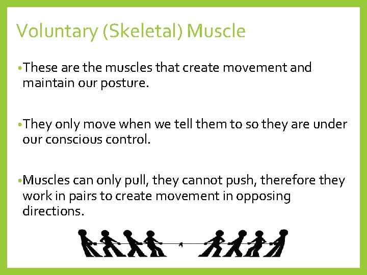 Voluntary (Skeletal) Muscle • These are the muscles that create movement and maintain our