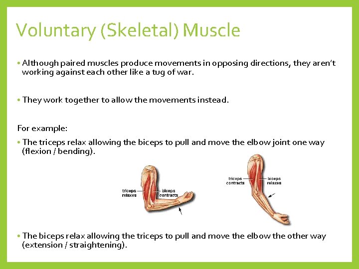 Voluntary (Skeletal) Muscle • Although paired muscles produce movements in opposing directions, they aren’t