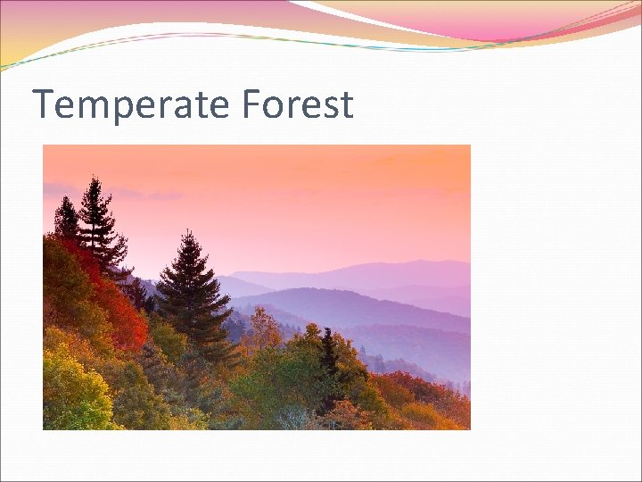 Temperate Forest 