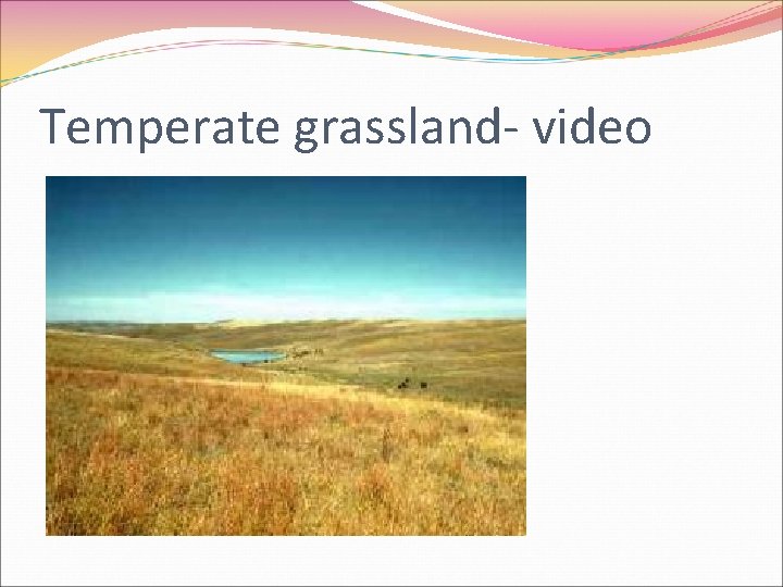 Temperate grassland- video 