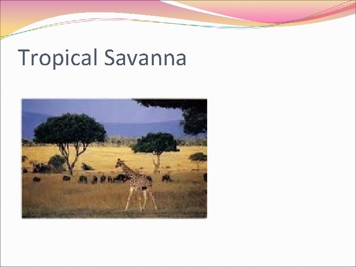 Tropical Savanna 
