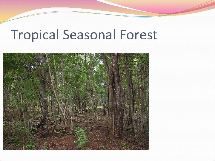 Tropical Seasonal Forest 